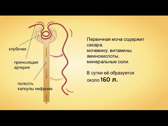 Первичная моча содержит сахара, мочевину, витамины, аминокислоты, минеральные соли. В сутки её образуется около 160 л.