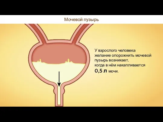 Мочевой пузырь У взрослого человека желание опорожнить мочевой пузырь возникает, когда в