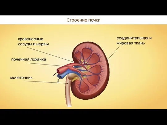 Cтроение почки