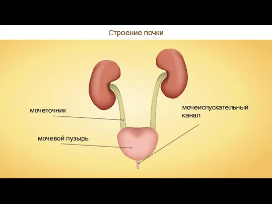 Cтроение почки