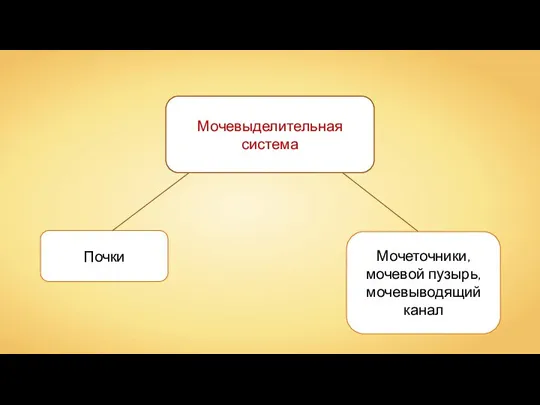 Мочевыделительная система