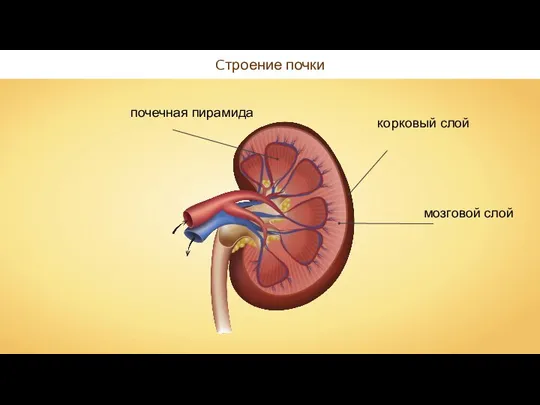 Cтроение почки