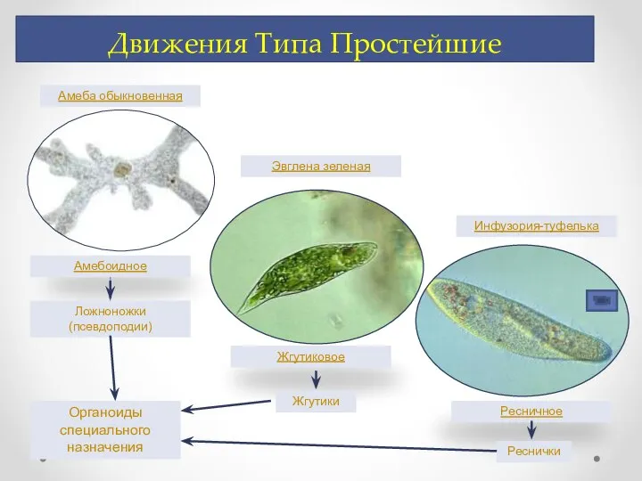 Движения Типа Простейшие Эвглена зеленая Инфузория-туфелька Амеба обыкновенная Амебоидное Жгутиковое Ресничное Ложноножки