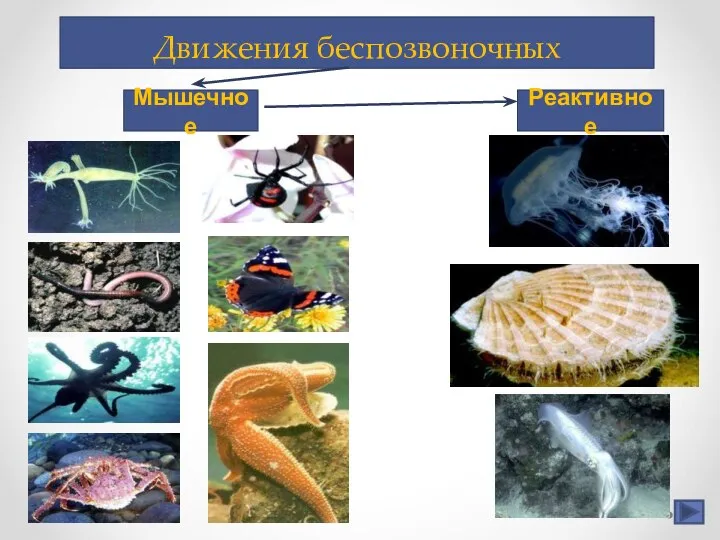 Движения беспозвоночных Мышечное Реактивное Тип Кишечно- полостные Тип Черви Класс Ракообразные Тип