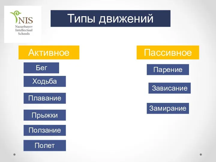 Типы движений Зависание Активное Ползание Парение Плавание Бег Ходьба Пассивное Полет Прыжки Замирание