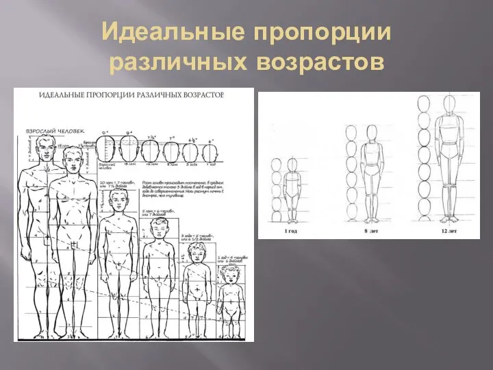 Идеальные пропорции различных возрастов