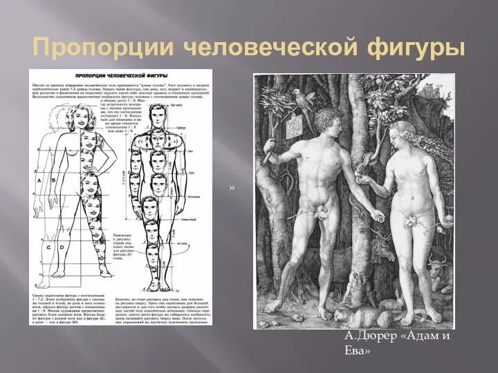 Пропорции человеческой фигуры » А.Дюрер «Адам и Ева»