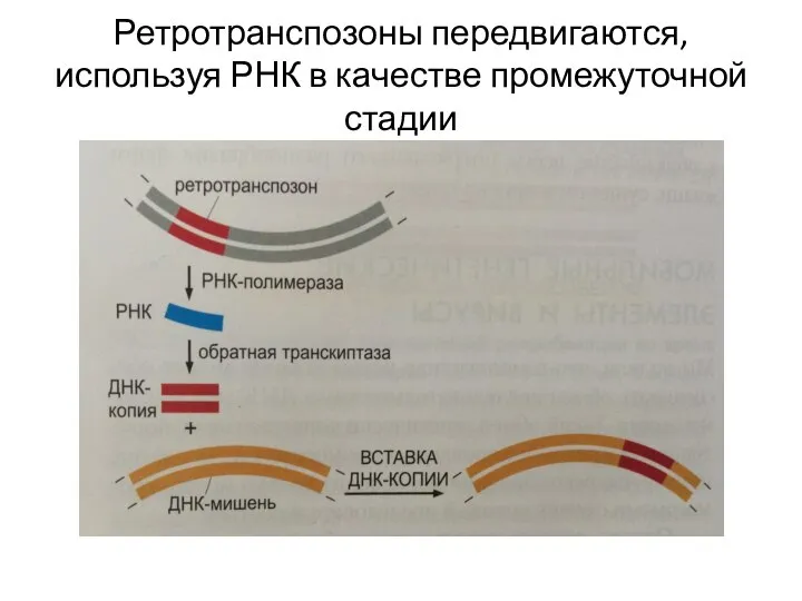 Ретротранспозоны передвигаются, используя РНК в качестве промежуточной стадии