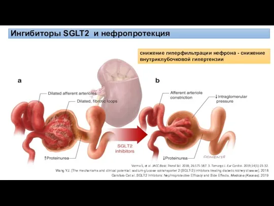 Большая часть глюкозы реабсорбируется параллельно с натрием Ингибиторы SGLT2 и нефропротекция снижение