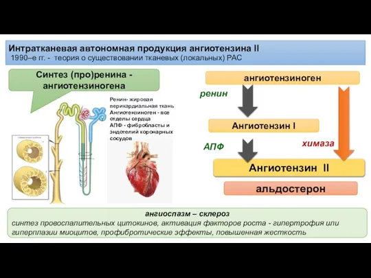 Интратканевая автономная продукция ангиотензина II 1990–е гг. - теория о существовании тканевых