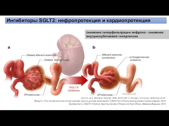 Большая часть глюкозы реабсорбируется параллельно с натрием Ингибиторы SGLT2: нефропротекция и кардиопротекция