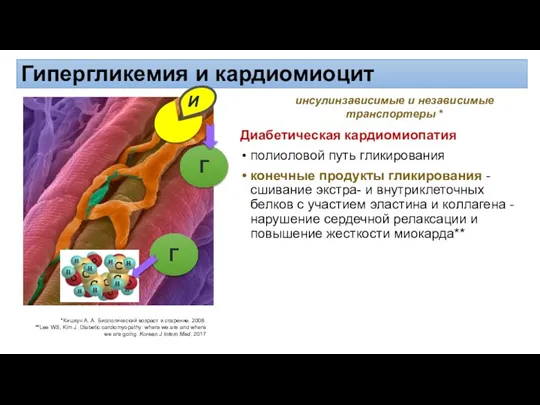 Гипергликемия и кардиомиоцит Диабетическая кардиомиопатия полиоловой путь гликирования конечные продукты гликирования -