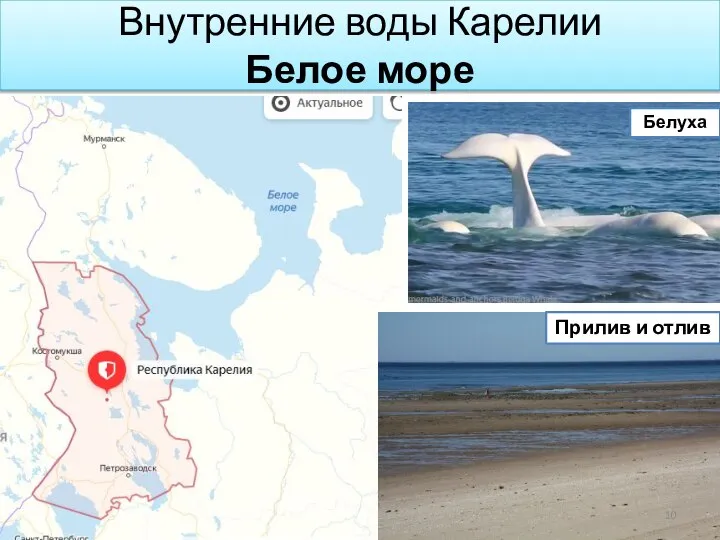 Внутренние воды Карелии Белое море Белуха Прилив и отлив
