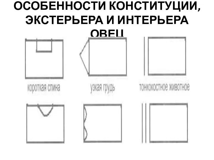 ОСОБЕННОСТИ КОНСТИТУЦИИ, ЭКСТЕРЬЕРА И ИНТЕРЬЕРА ОВЕЦ