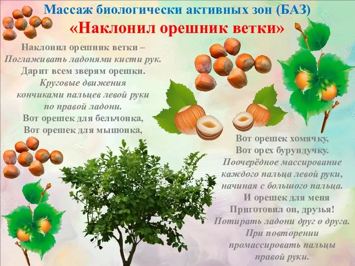 Массаж биологически активных зон (БАЗ) «Наклонил орешник ветки» Наклонил орешник ветки –