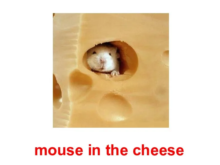 mouse in the cheese