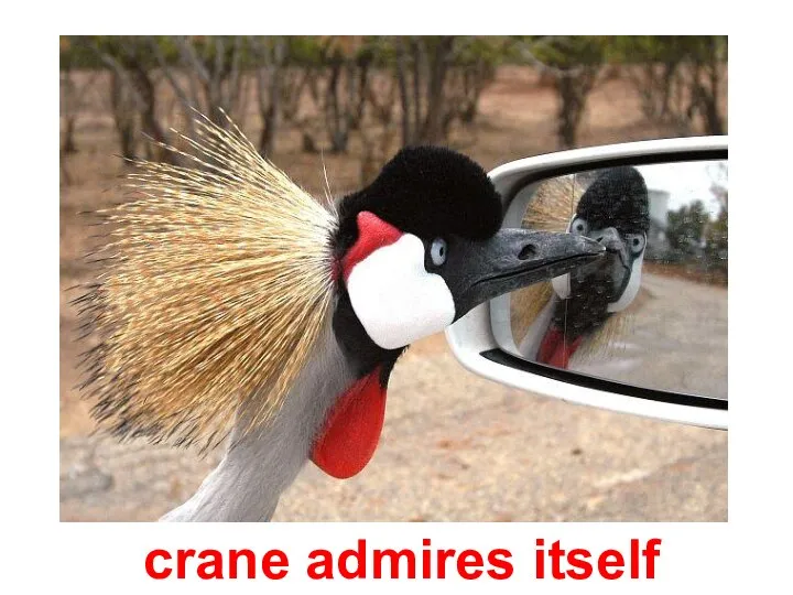 crane admires itself