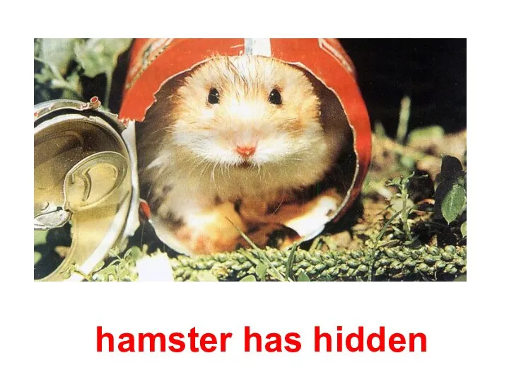 hamster has hidden