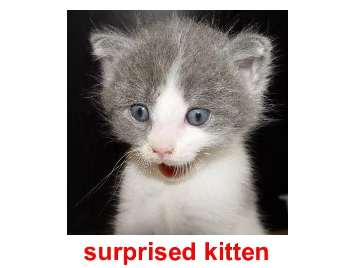 surprised kitten