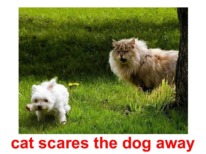 cat scares the dog away