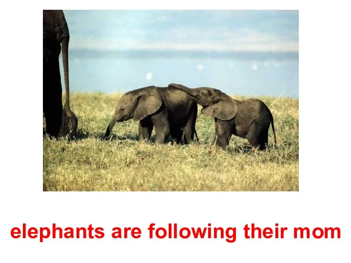 elephants are following their mom
