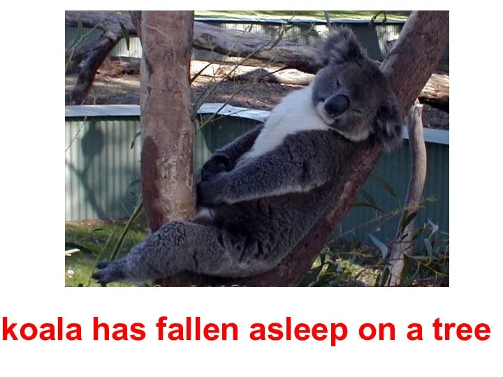 koala has fallen asleep on a tree