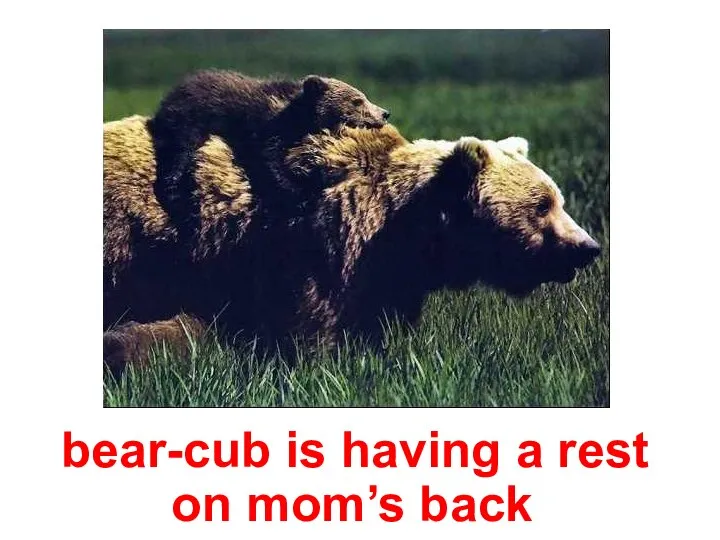 bear-cub is having a rest on mom’s back