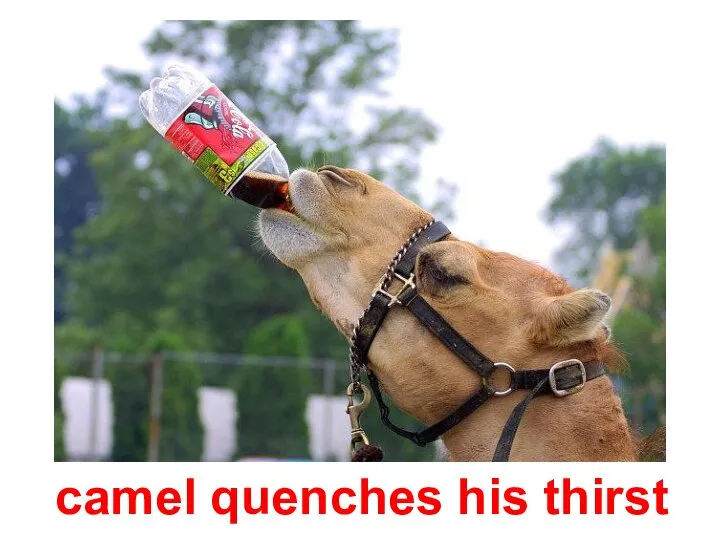 camel quenches his thirst