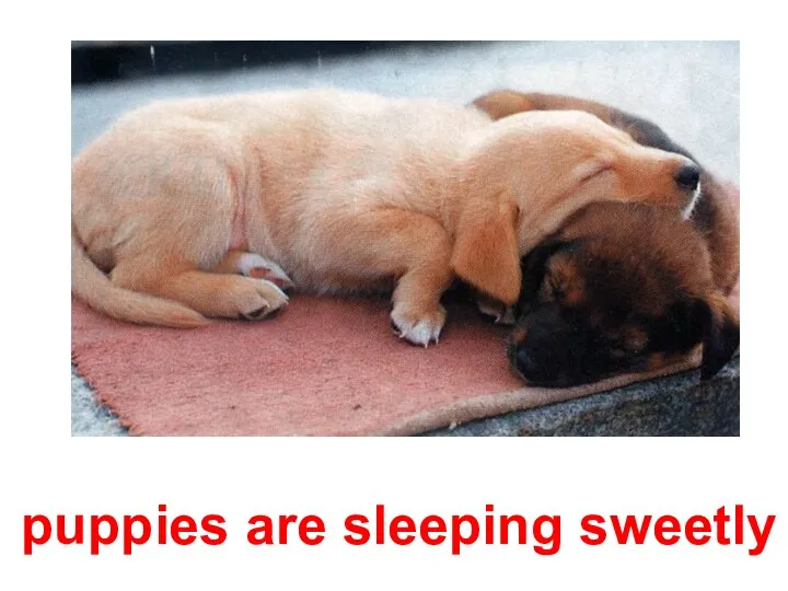puppies are sleeping sweetly