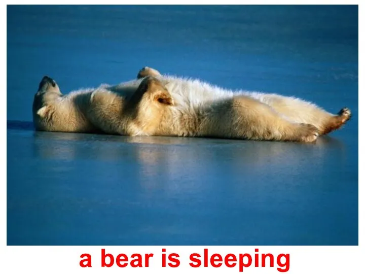 a bear is sleeping