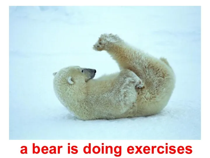 a bear is doing exercises