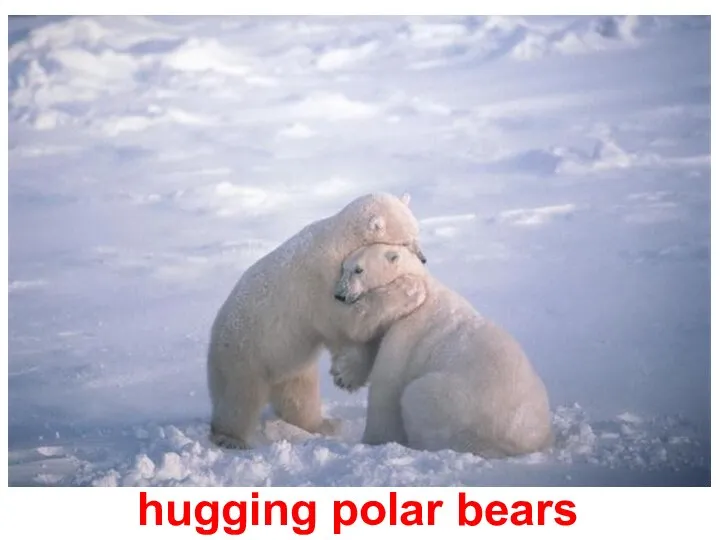 hugging polar bears