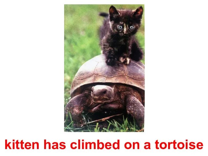 kitten has climbed on a tortoise