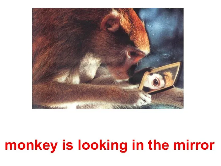 monkey is looking in the mirror