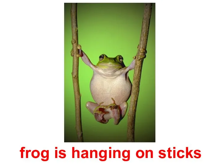 frog is hanging on sticks