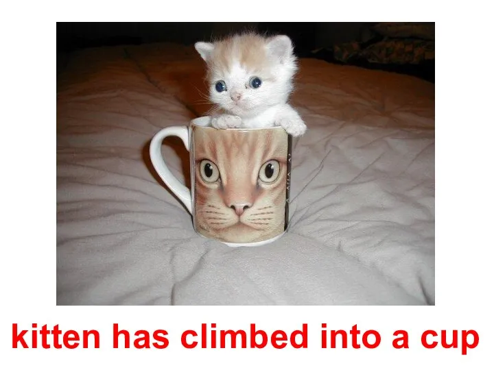 kitten has climbed into a cup