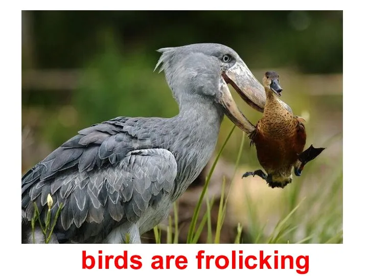 birds are frolicking