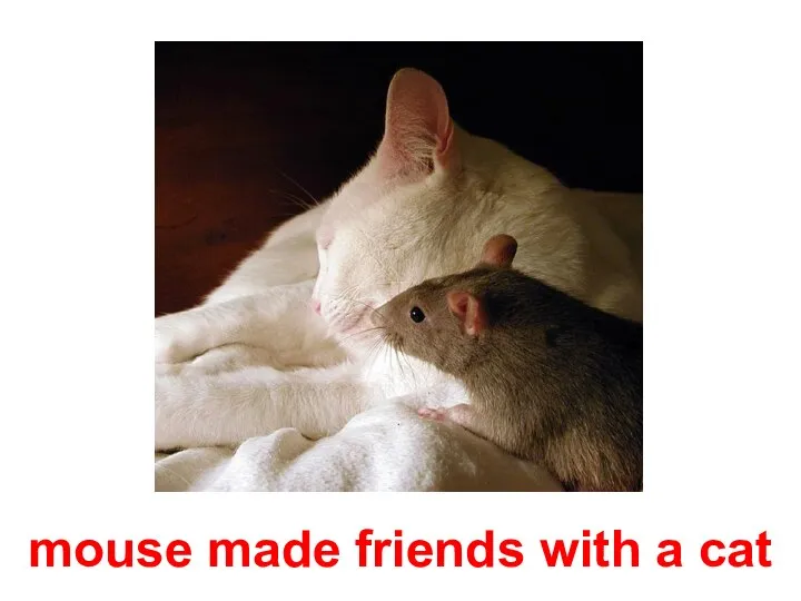 mouse made friends with a cat