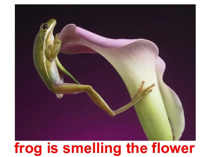 frog is smelling the flower