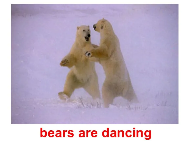 bears are dancing