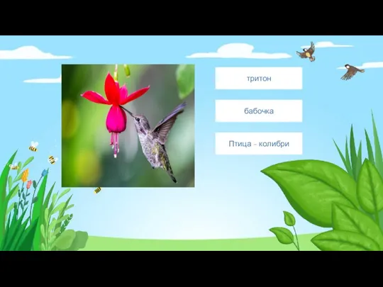 Введите сюда текст вопроса Птица - колибри бабочка тритон