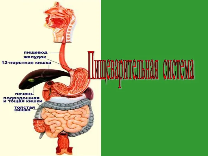 Пищеварительная система