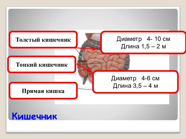 Кишечник Толстый кишечник Тонкий кишечник Прямая кишка Диаметр 4-6 см Длина 3,5