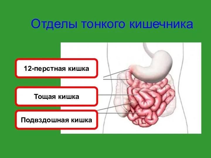 Отделы тонкого кишечника 12-перстная кишка Тощая кишка Подвздошная кишка