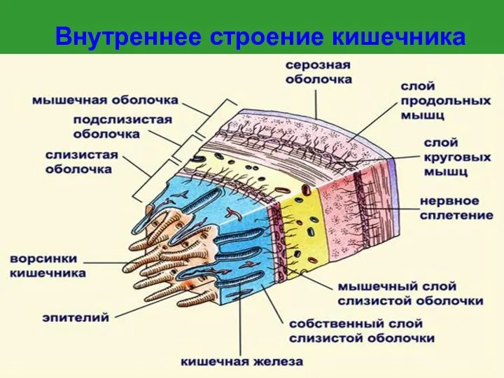 Внутреннее строение кишечника