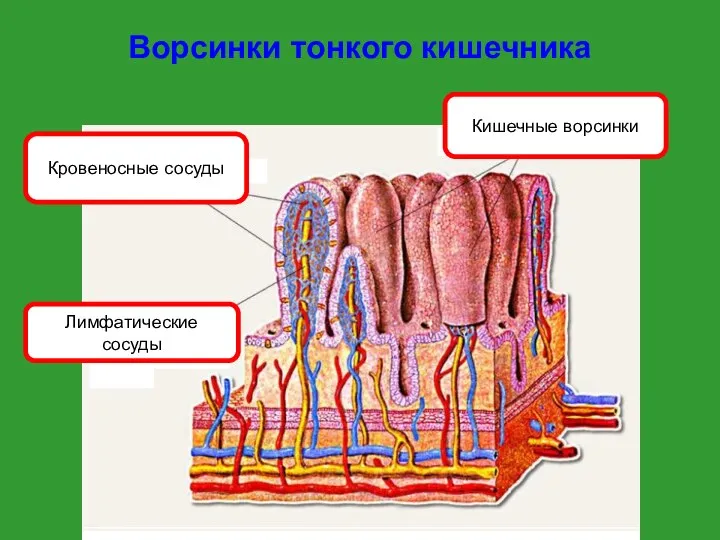 Ворсинки тонкого кишечника Кишечные ворсинки Кровеносные сосуды Лимфатические сосуды