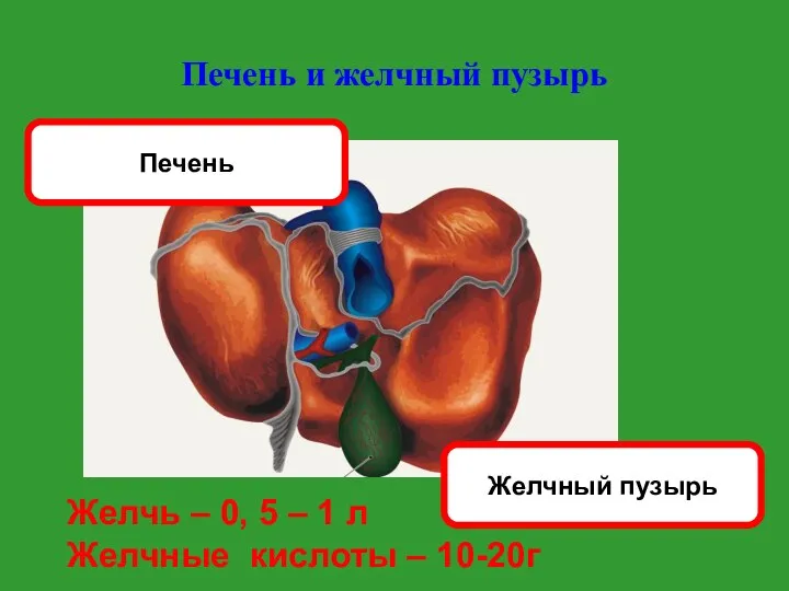 Печень и желчный пузырь Желчный пузырь Печень Желчь – 0, 5 –