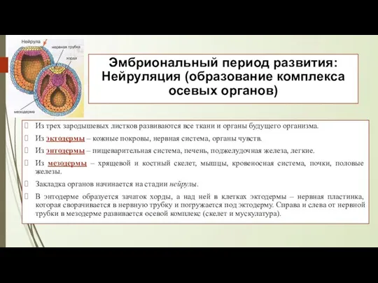 Эмбриональный период развития: Нейруляция (образование комплекса осевых органов) Из трех зародышевых листков