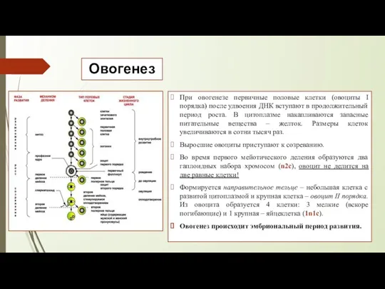 Овогенез При овогенезе первичные половые клетки (овоциты I порядка) после удвоения ДНК