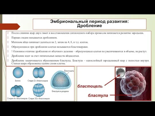 Эмбриональный период развития: Дробление После слияния ядер двух гамет и восстановления диплоидного